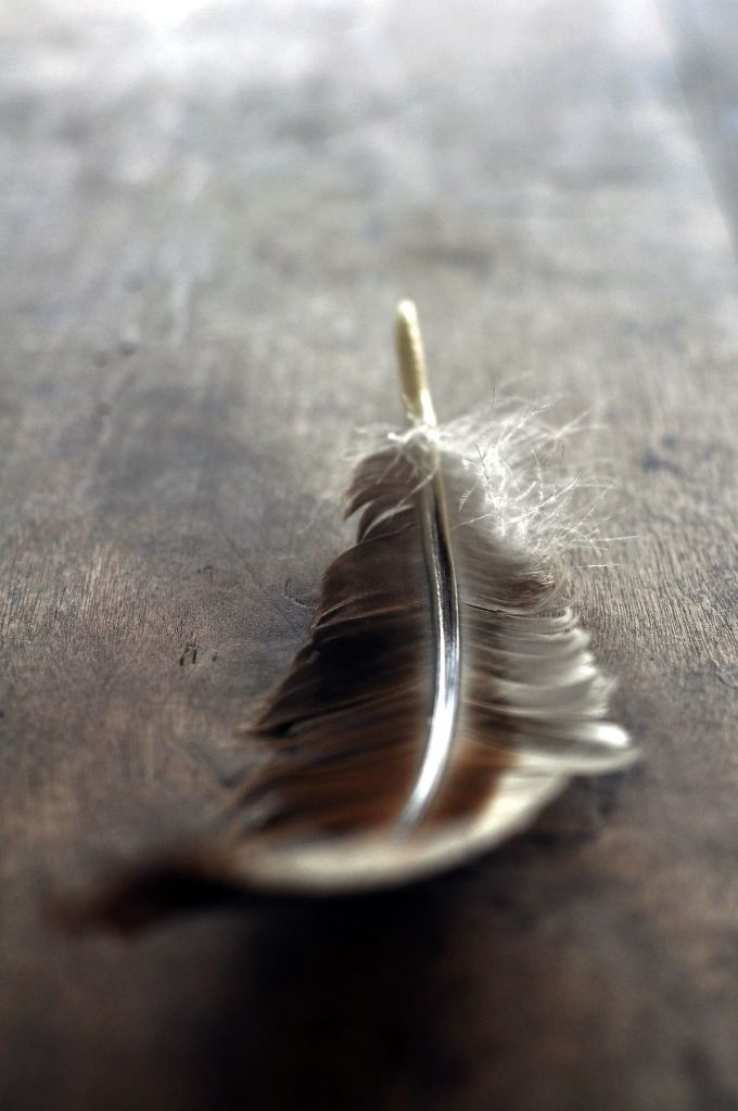 Plume sur bois naturel